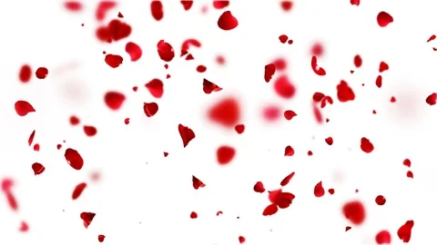 Rain petals roses. Stock Footage 101314184
