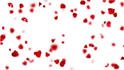 Rain petals roses. Stock Footage 101314218