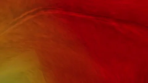 Rain Petals Transition with transparent (alpha) background Stock Footage 252001059