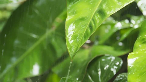 Rain on Philodendrons 스톡 동영상 122535454