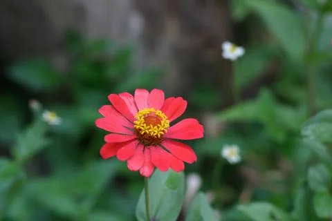 In the rain Stock Photos