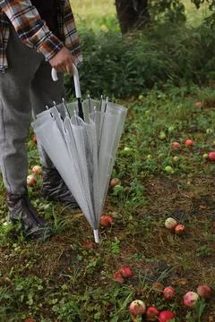Rain Stock Photos