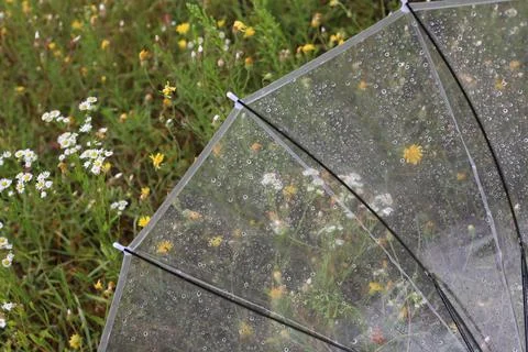 Rain Stock Photos