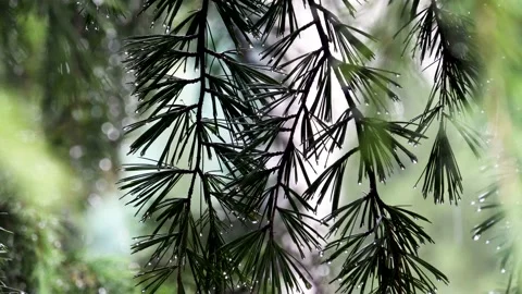 In the rain, the pine branches were full of water Stock Footage 157306805