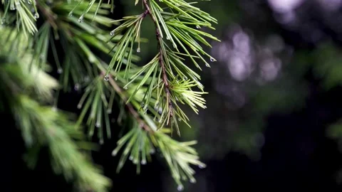 In the rain, the pine branches were full of water Stock Footage 157306806