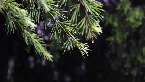 In the rain, the pine branches were full of water Stock Footage 157306808