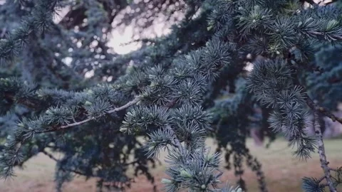 In the rain, the pine branches were full of water Stock Footage 289565068