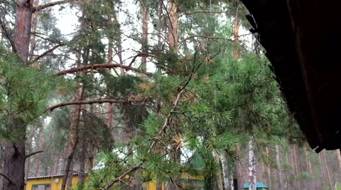 Rain in a pine forest Stock Footage 66340341