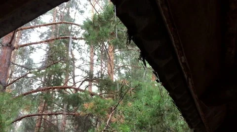 Rain in a pine forest Stock Footage 67101951