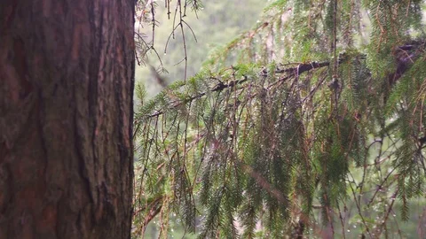 Rain in a pine forest Stock-Footage 94662180