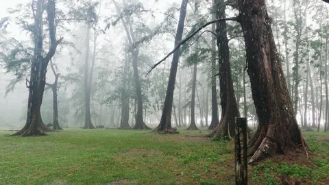 	 rain in the pine forest at a national park in Thailand.	 Stock Footage 219769176