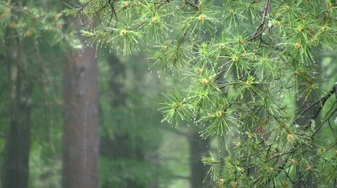 Rain on pine tree Stock Footage 458973