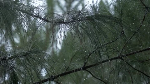 Rain on Pine Tree Stock Footage 187958413