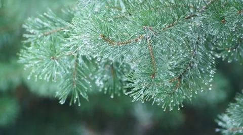 Rain in  pine tree forest Video stock 8551160