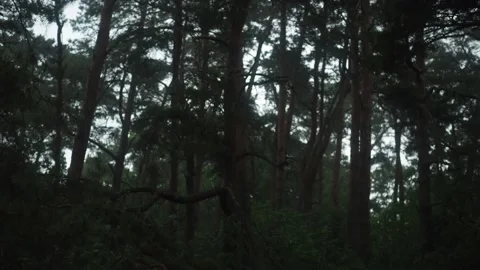 Rain in pine tree forest Stock Footage 156820419