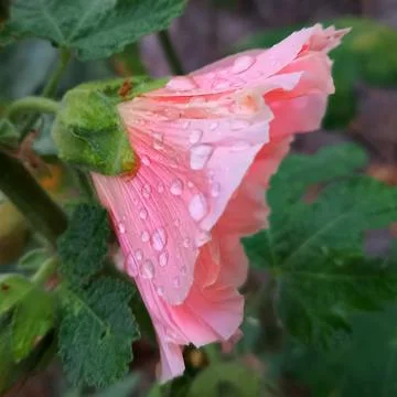 Rain on a pink flower Stock Photos