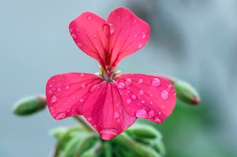 Rain on pink Stock Photos