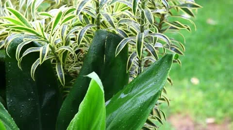 Rain on a Plant 動画素材 10877972