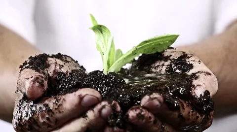 Rain on the plant 스톡 동영상 40693791