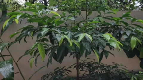 Rain on plant Stock Footage 195278875
