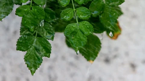 Rain &amp; Plants 1 Stock Footage 35606962