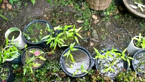 Rain on the plants 10 Stock Footage 205946291