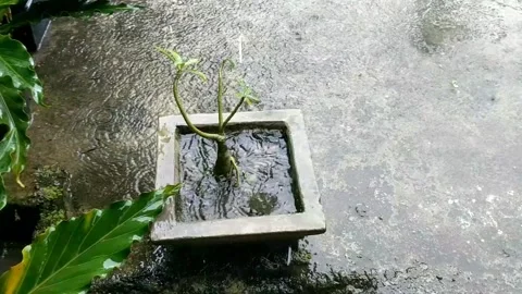 Rain on the plants 11 Stock Footage 205946152