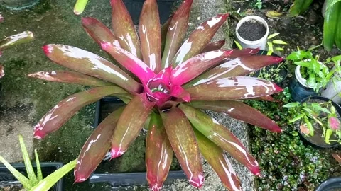 Rain on the plants 12 Video stock 205945919