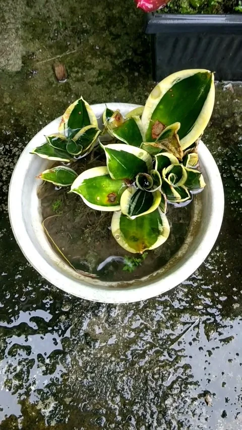 Rain on the plants 13 Stock Footage 205945841