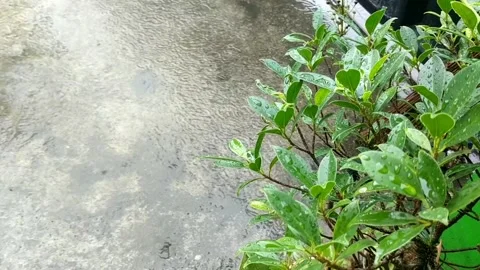 Rain on the plants 14 Video stock 205945832