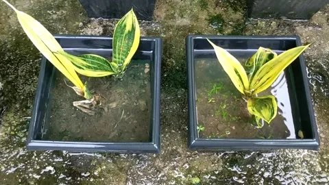 Rain on the plants 16 Video stock 205945783
