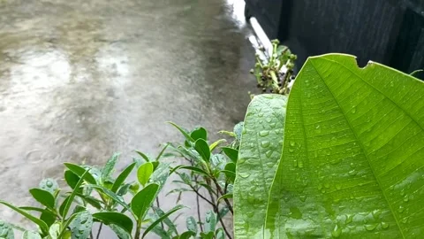 Rain on the plants 18 Stock Footage 205945772