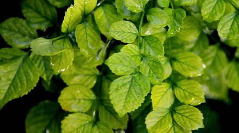 Rain &amp; Plants 3 Stock Footage 35610740