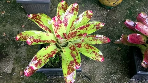 Rain on the plants 3 Stock Footage 205947291