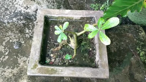 Rain on the plants 5 Stock Footage 205947179