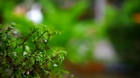 Rain on plants and trees with blurred background. Shift in focus from near to Stock-Footage 38847490