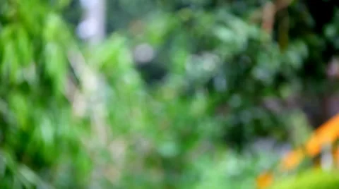 Rain on plants and trees with blurred background. Shift in focus from near to Stock Footage 38923283