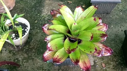 Rain on the plants Stock Footage 205947481