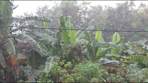 Rain on the plants Stock Footage 219305938