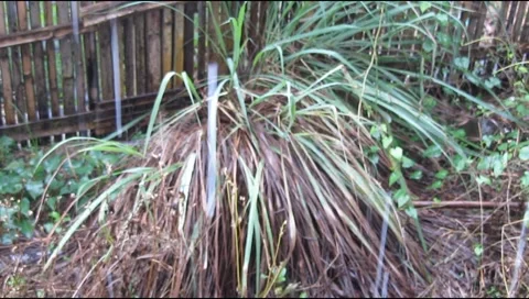 Rain on the plants Stock Footage 219305939