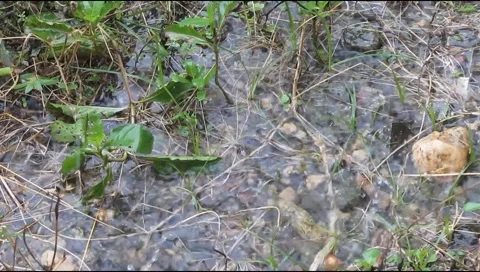 Rain on the plants Stock Footage 219306169