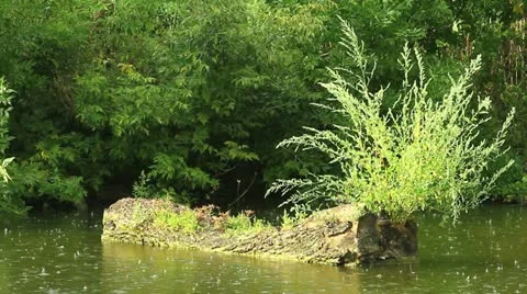Rain at pond Stock Footage 10819783