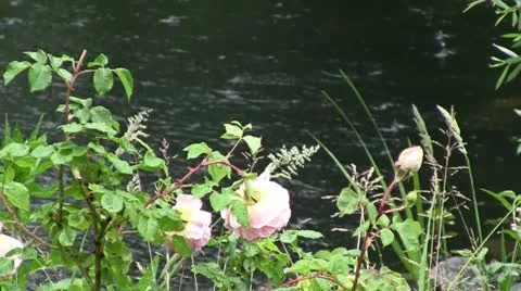 Rain on pond Stock Footage 11136530