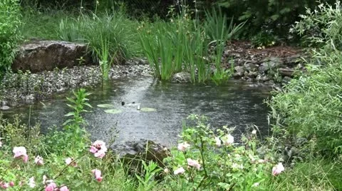 Rain on pond Stock Footage 11137461