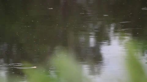 Rain on pond 動画素材 35660295