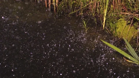 Rain at the pond. Ultra slow motion hispeed 2000fps Stock Footage 93379481