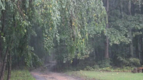 Rain pouring down in forested area Stock Footage 44444414