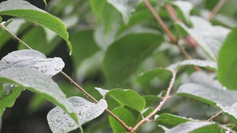 Rain pouring down on green leaves. Video stock 200932504