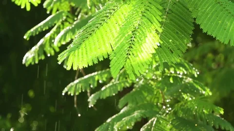 Rain pouring down on the green trees and water dripping through the leaves Stock Footage 77445495