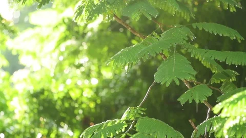 Rain pouring down on the green trees and water dripping through the leaves Stock Footage 77445517